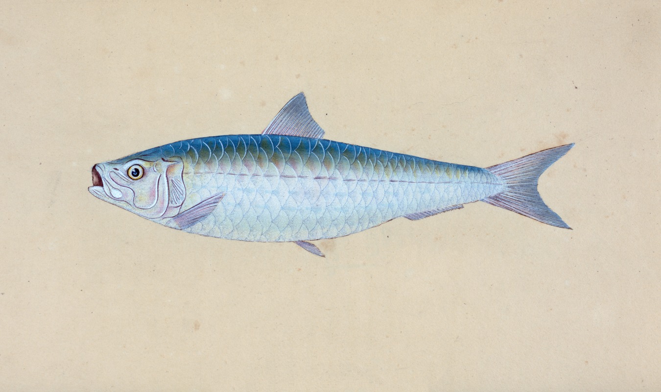 Pilchard, Clupea Pilcardus by Edward Donovan, 1803 — digital art print download