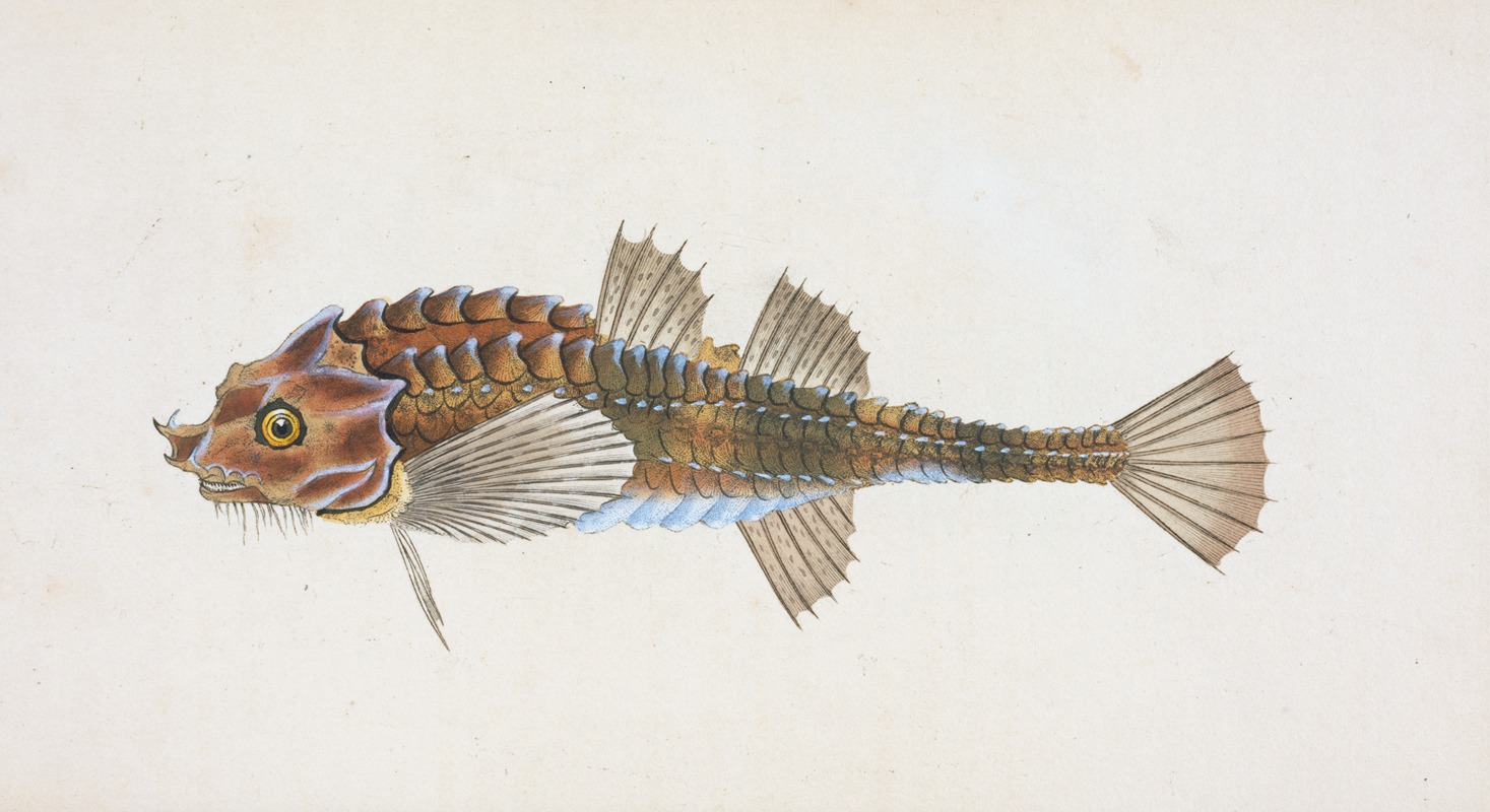 Pogge, Cottus Cataphractus by Edward Donovan, 1803 — digital art print download