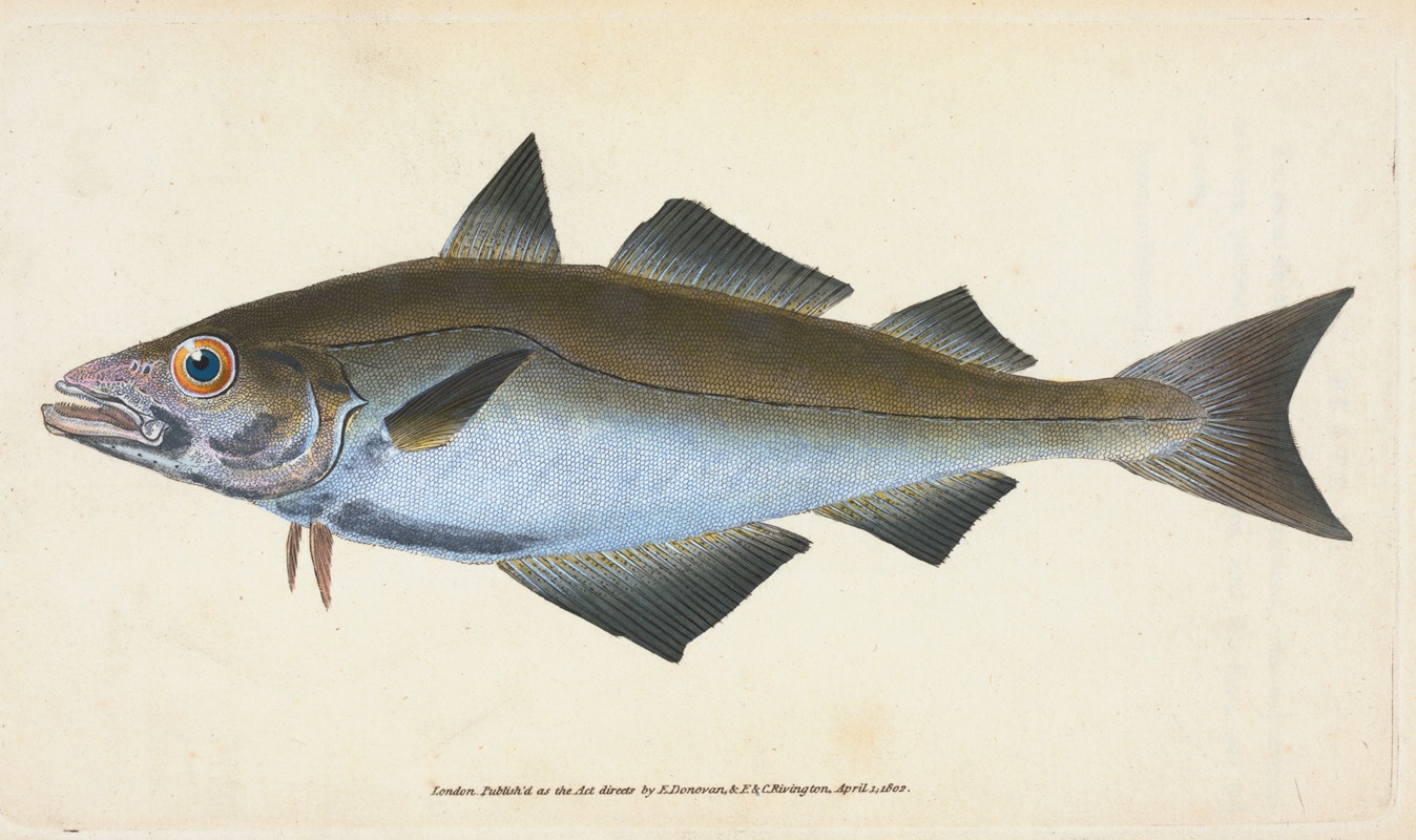 Pollack, Gadus Pollachius by Edward Donovan, 1803 — digital art print download