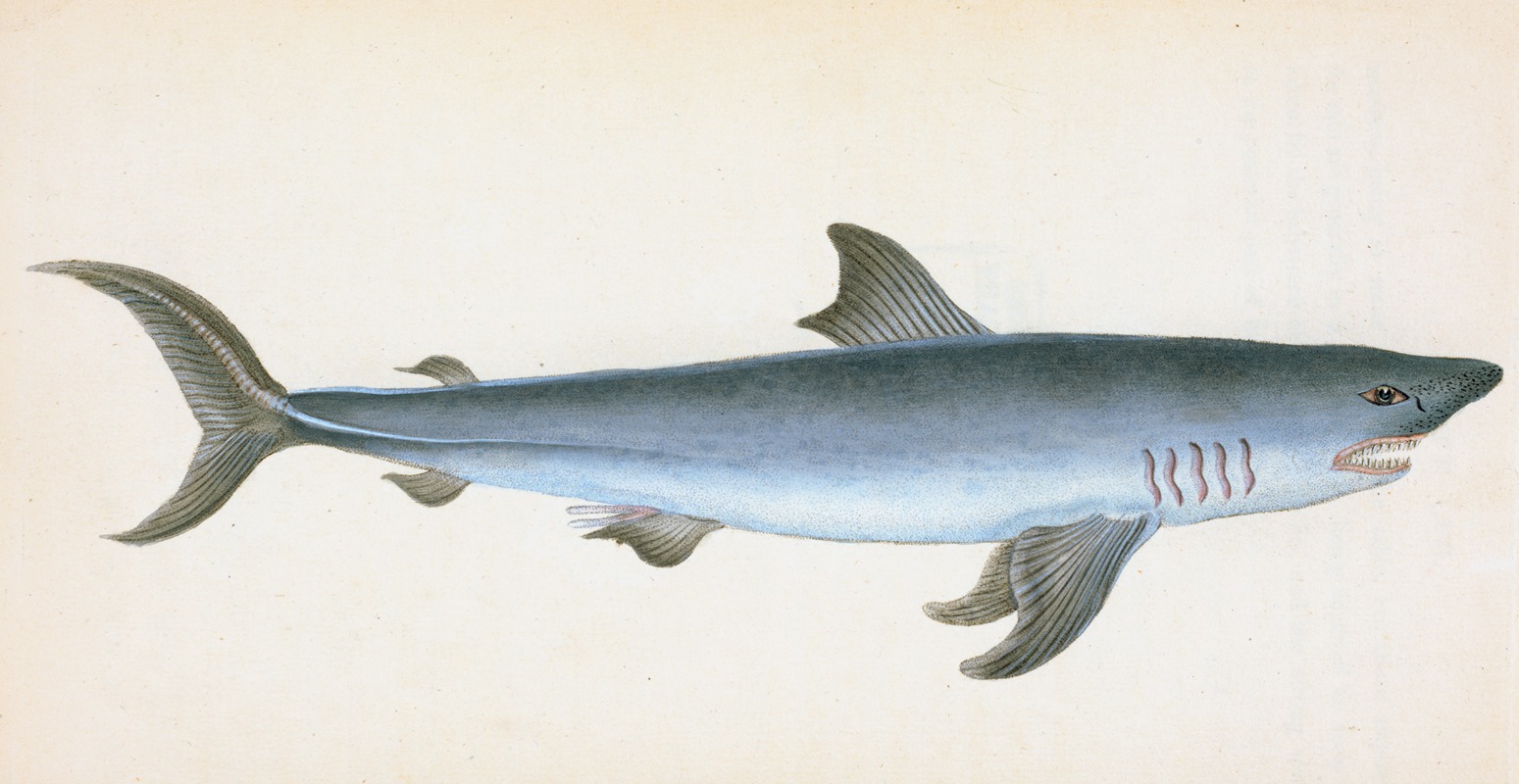 Porbeagle Shark, Squalus Cornubicus by Edward Donovan, 1803 — digital art print download