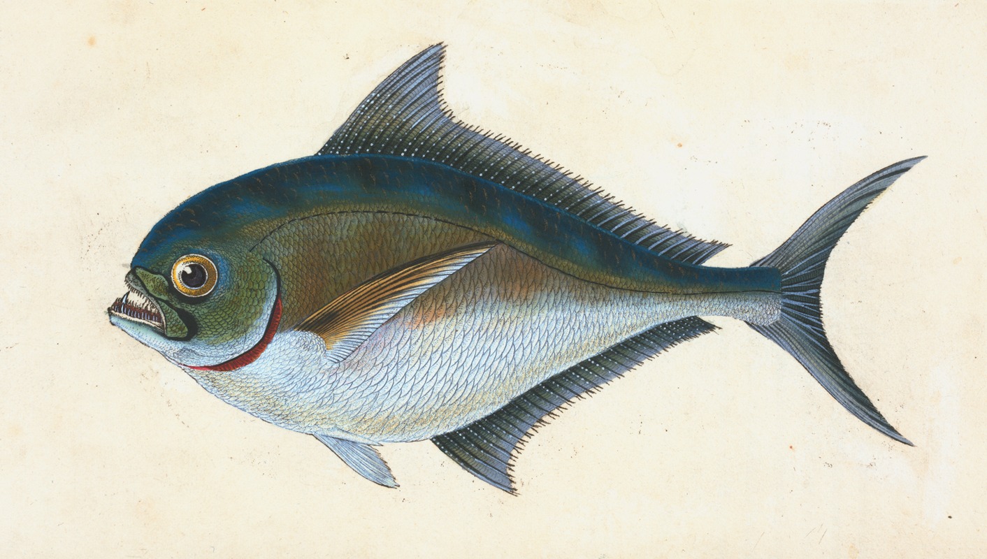 Ray's toothed Gilt-head, Sparus Raii by Edward Donovan, 1803 — digital art print download
