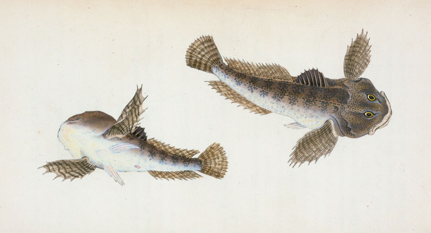 River Bull-head, Cottus Gobio by Edward Donovan, 1803 — digital art print download