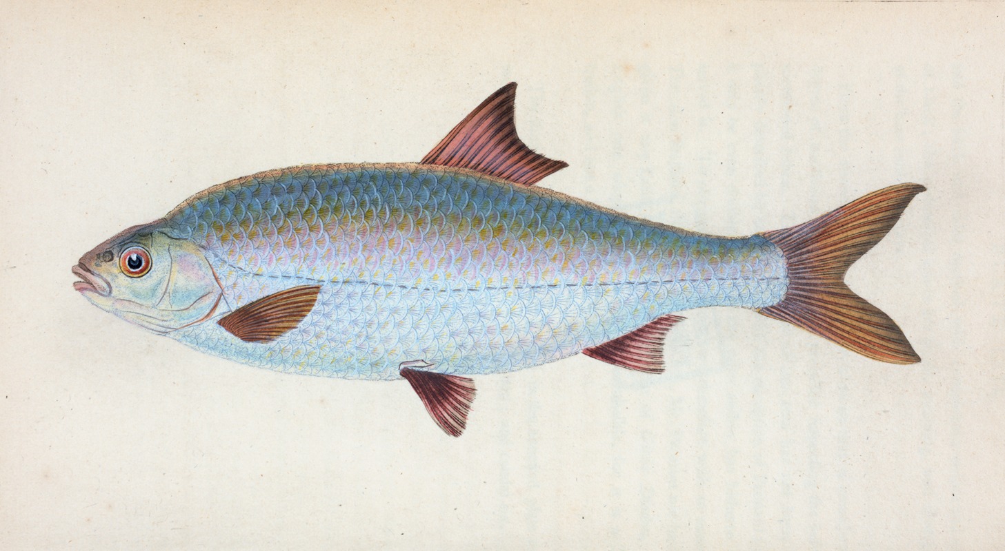 Roach, Cyprinus ritulus by Edward Donovan, 1803 — digital art print download