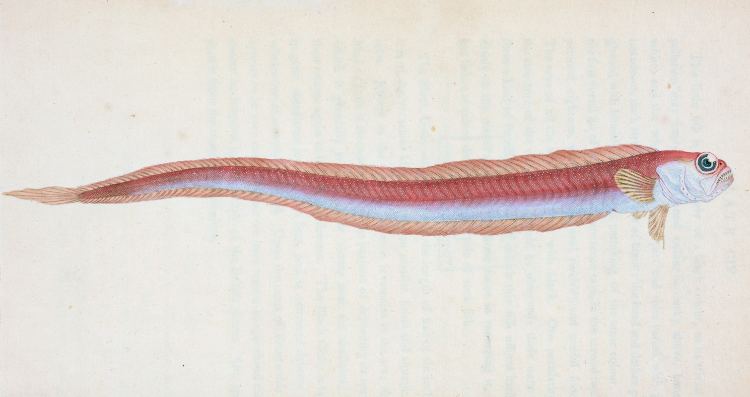 Rubescent Band-fish, Cepola Rubescens — Эдвард Донован