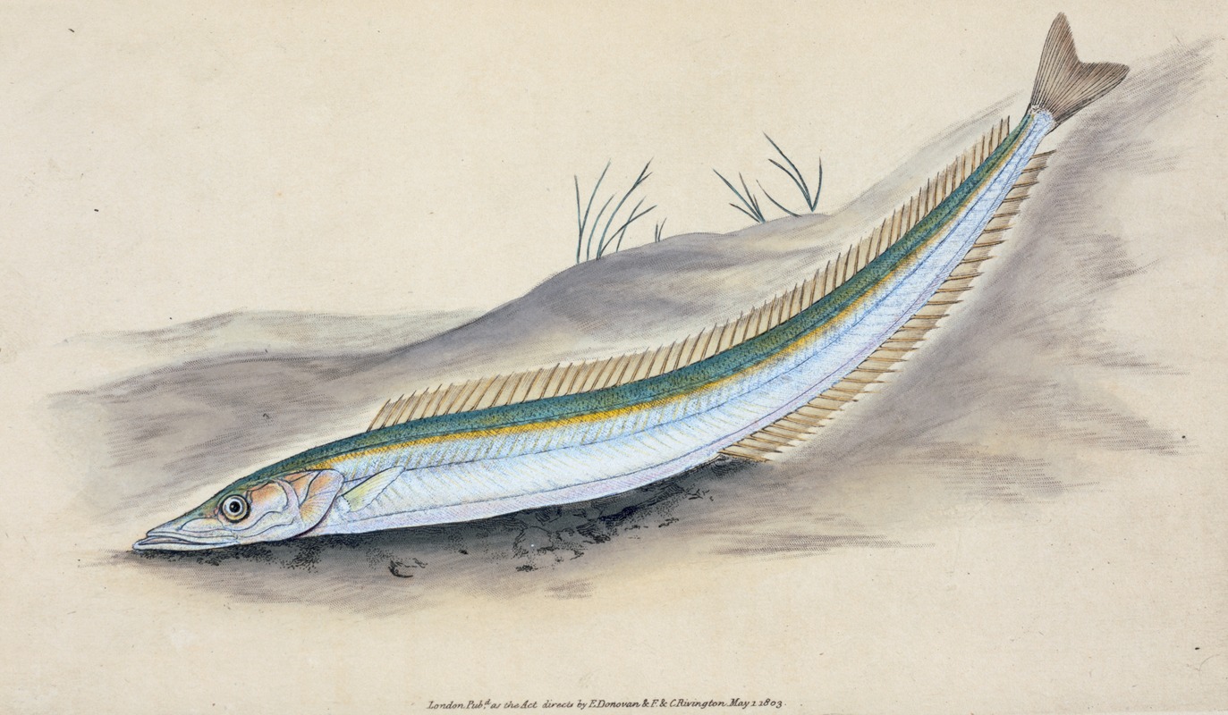 Sand Launce, Ammodytes Tobianus — Эдвард Донован