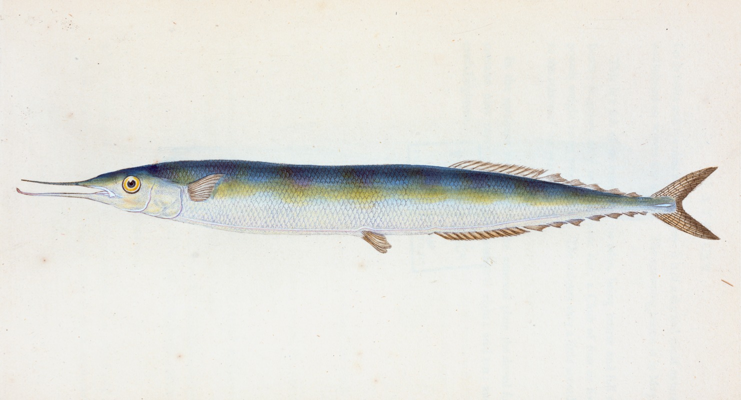 Saury, or Skipper Pike, Esox saurus by Edward Donovan, 1803 — digital art print download