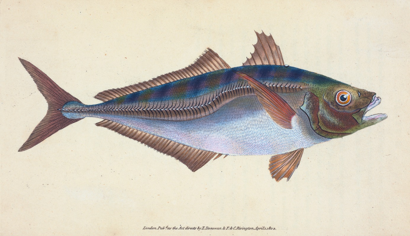 Scad, Scomber Trachurus by Edward Donovan, 1803 — digital art print download