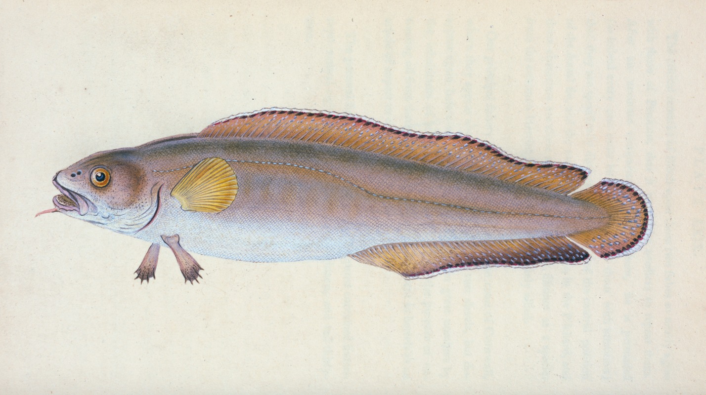 Scotch Torsk, Gadus Brosme — Edward Donovan
