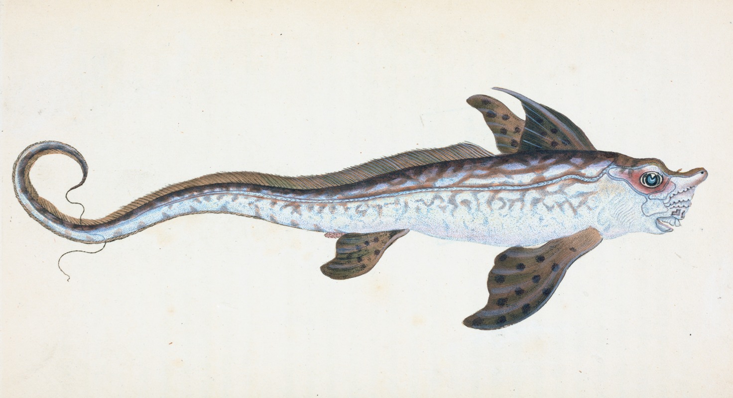 Sea Monster, Chimera Monstrosa by Edward Donovan, 1803 — digital art print download