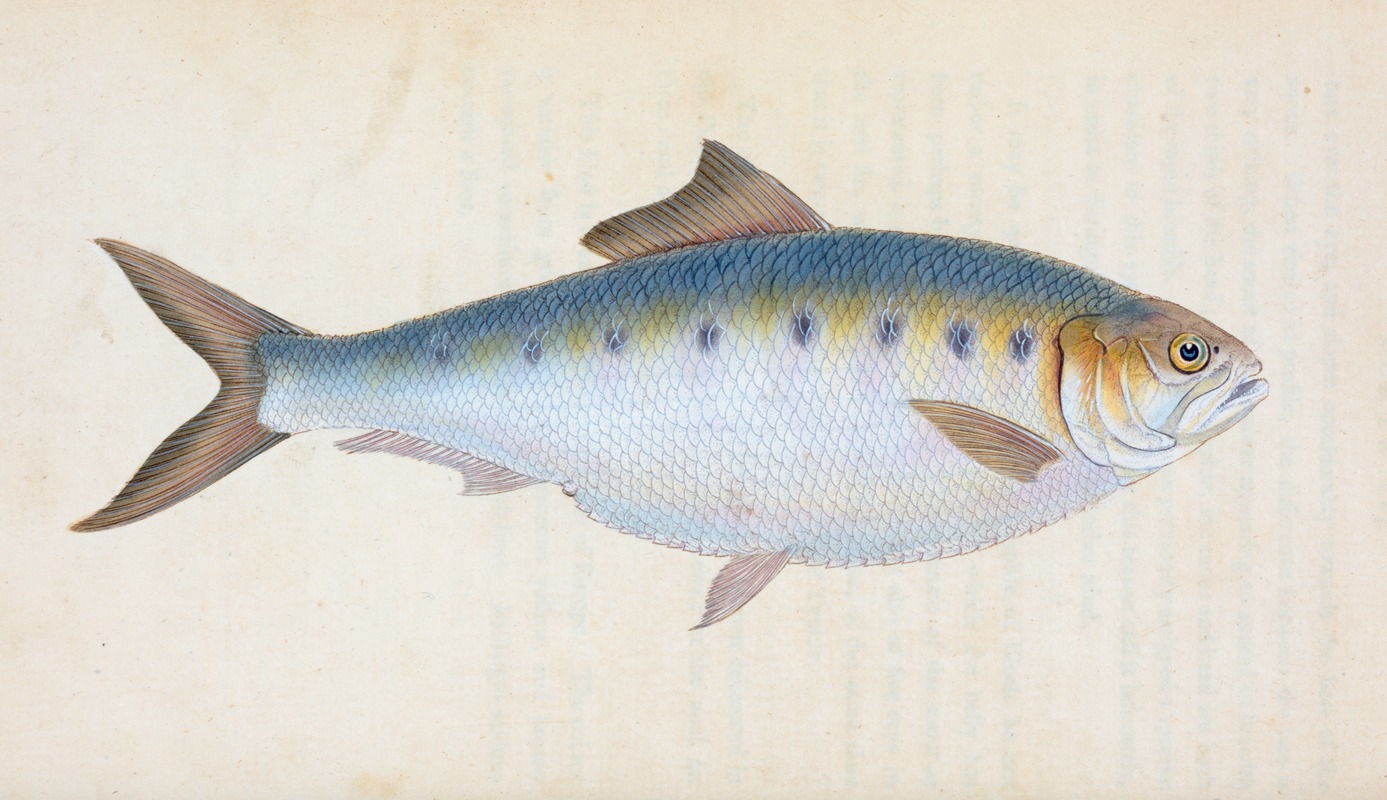 Shad, Clupea alosa by Edward Donovan, 1803 — digital art print download