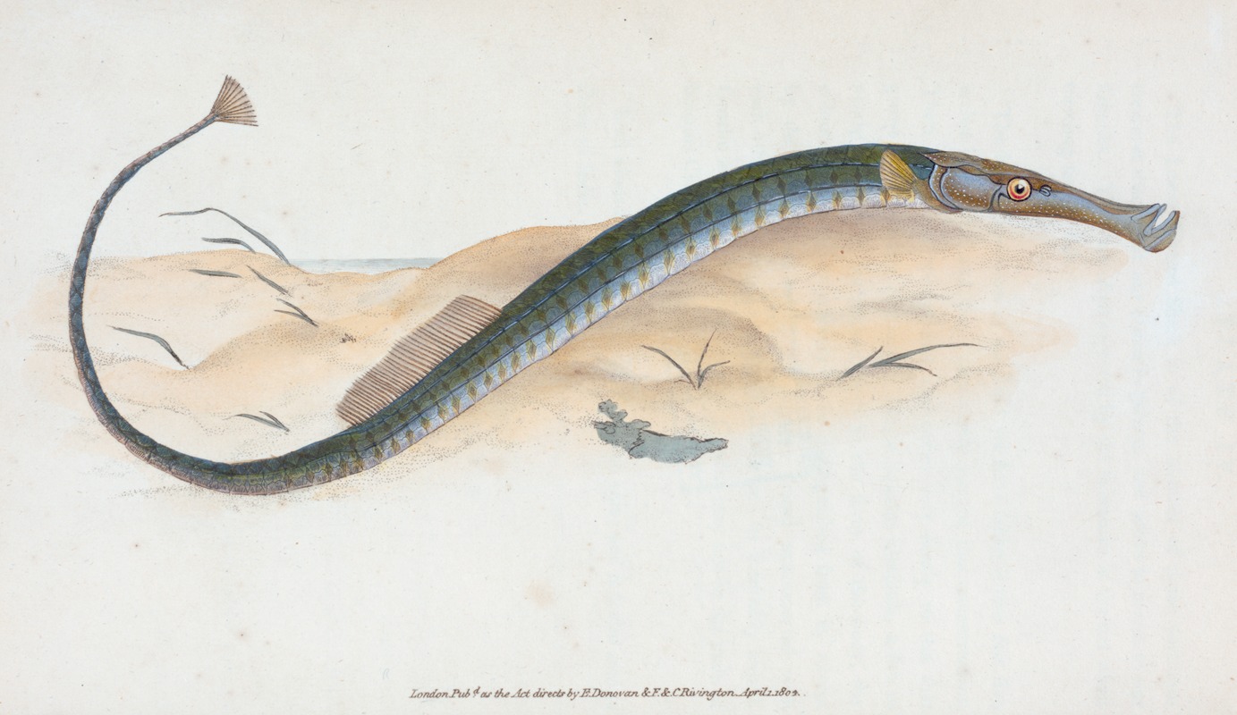 Shorter Pipe-fish, Syngnathus Typhle by Edward Donovan, 1803 — digital art print download