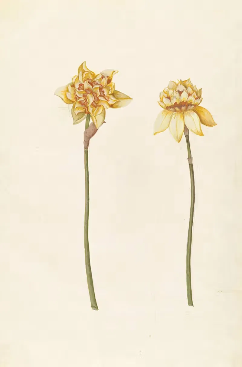 Plantes etrang par Aubriet Pl.084 — Claude Aubriet