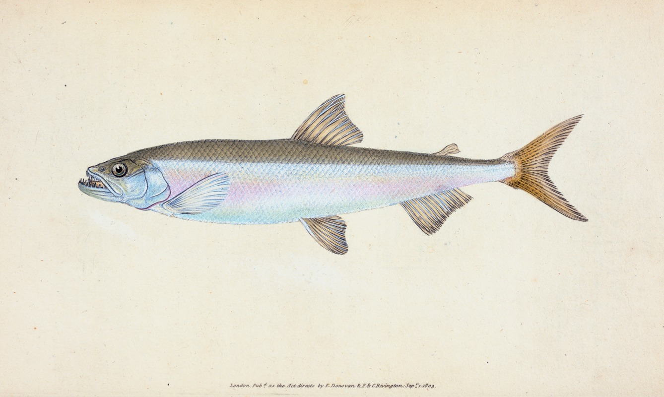 Smelt, Salmo eperlanus by Edward Donovan, 1803 — digital art print download