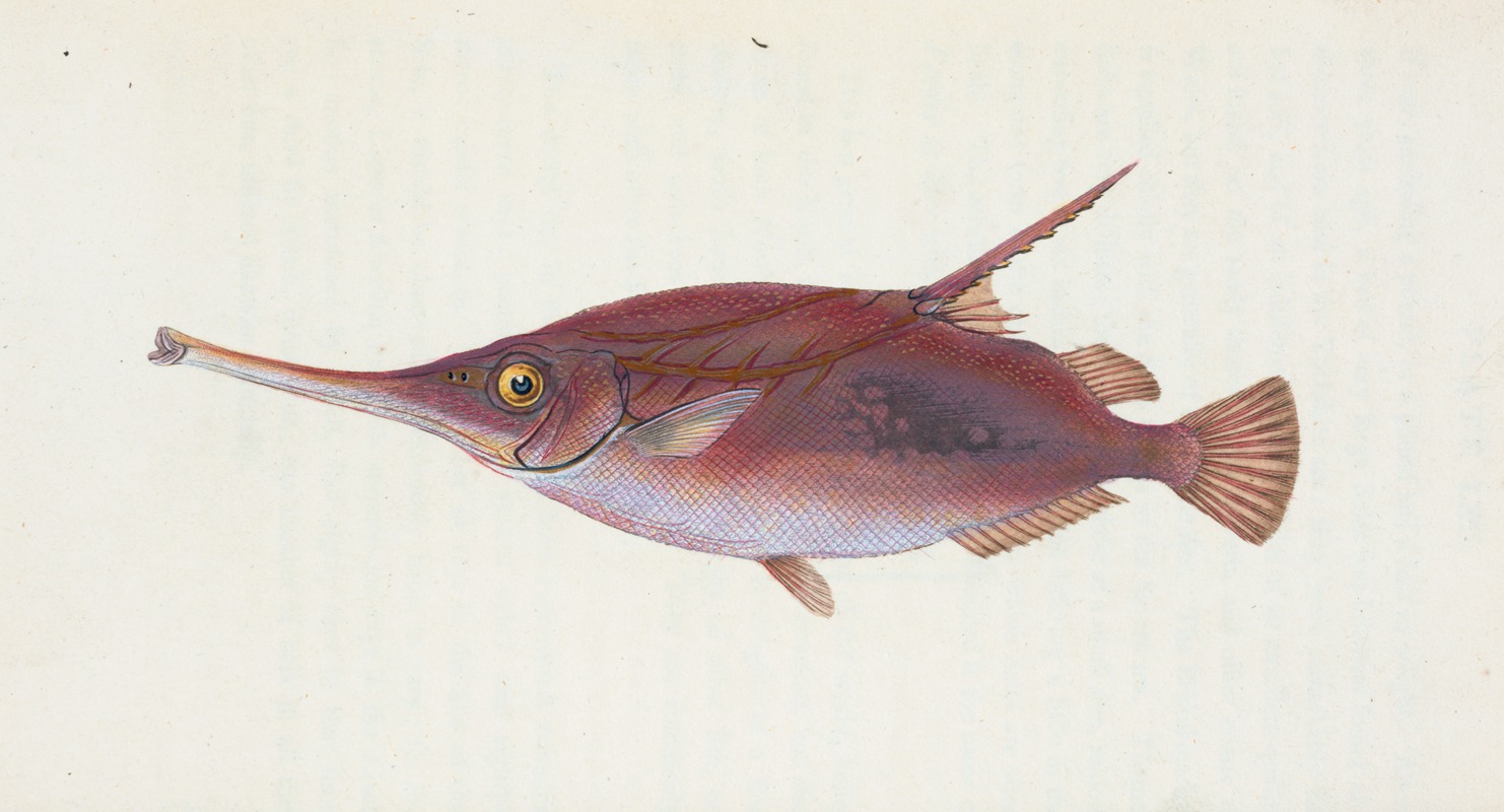 Snipe, or Trumpet-fish, Centriscus Scolopax — Edward Donovan