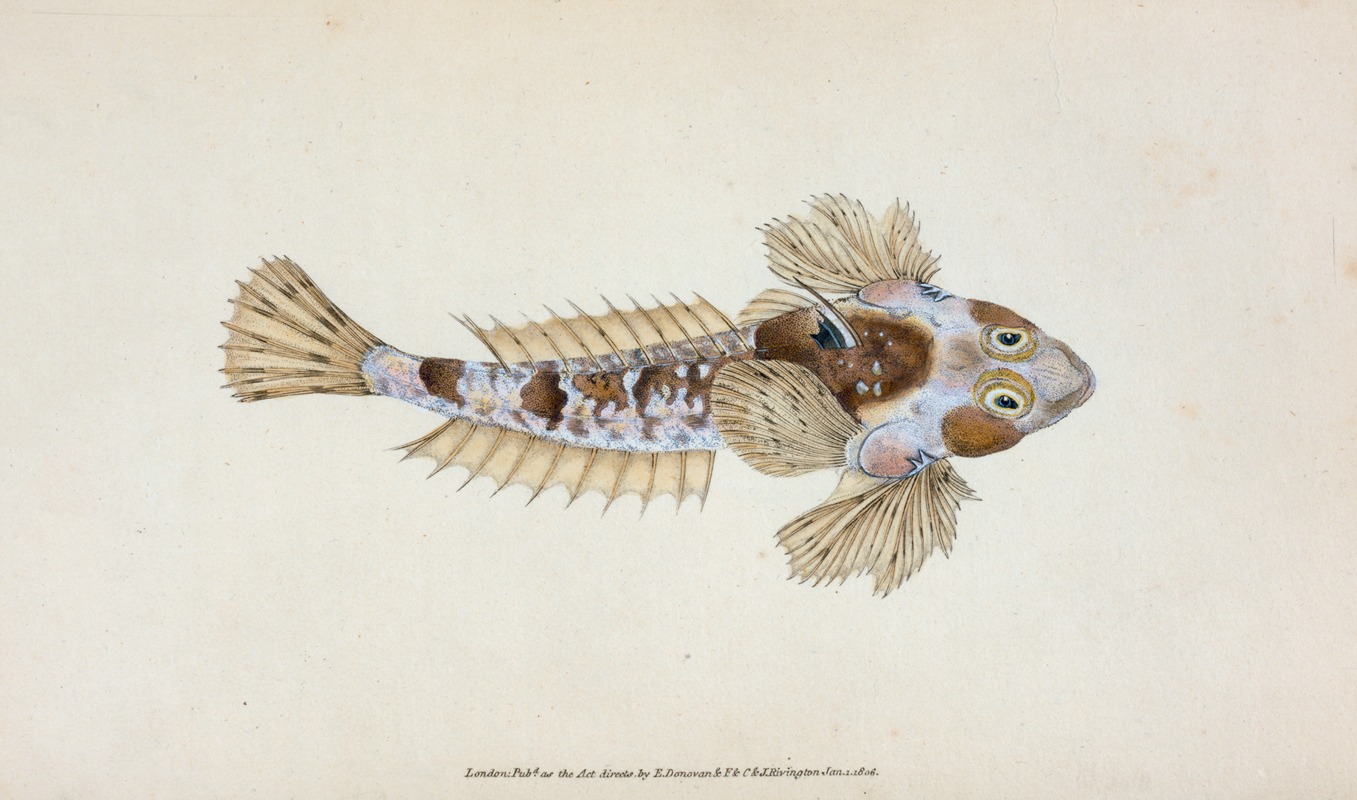 Sordit Dragonet, Callionymus Dracunculus by Edward Donovan, 1803 — digital art print download