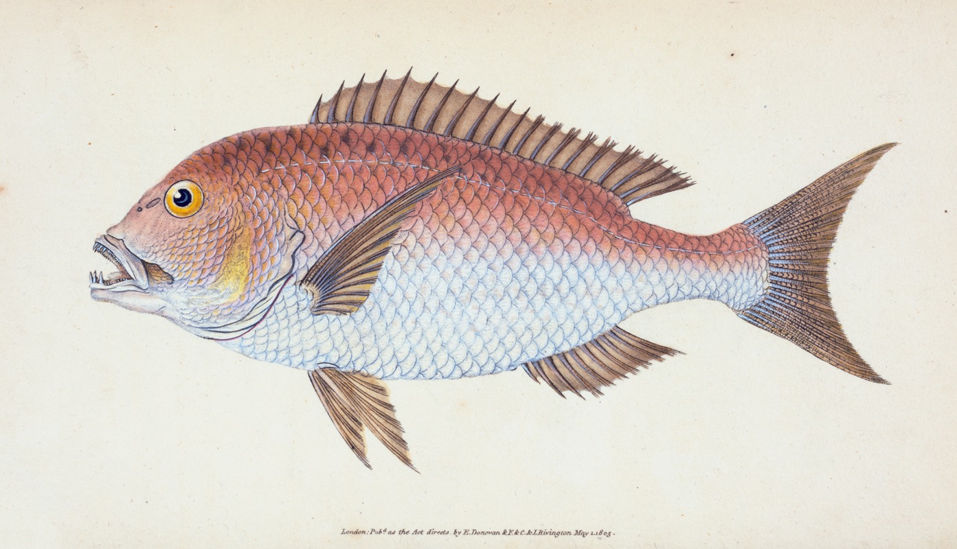 Sparus, four-toothed, Sparus Dentex by Edward Donovan, 1803 — digital art print download