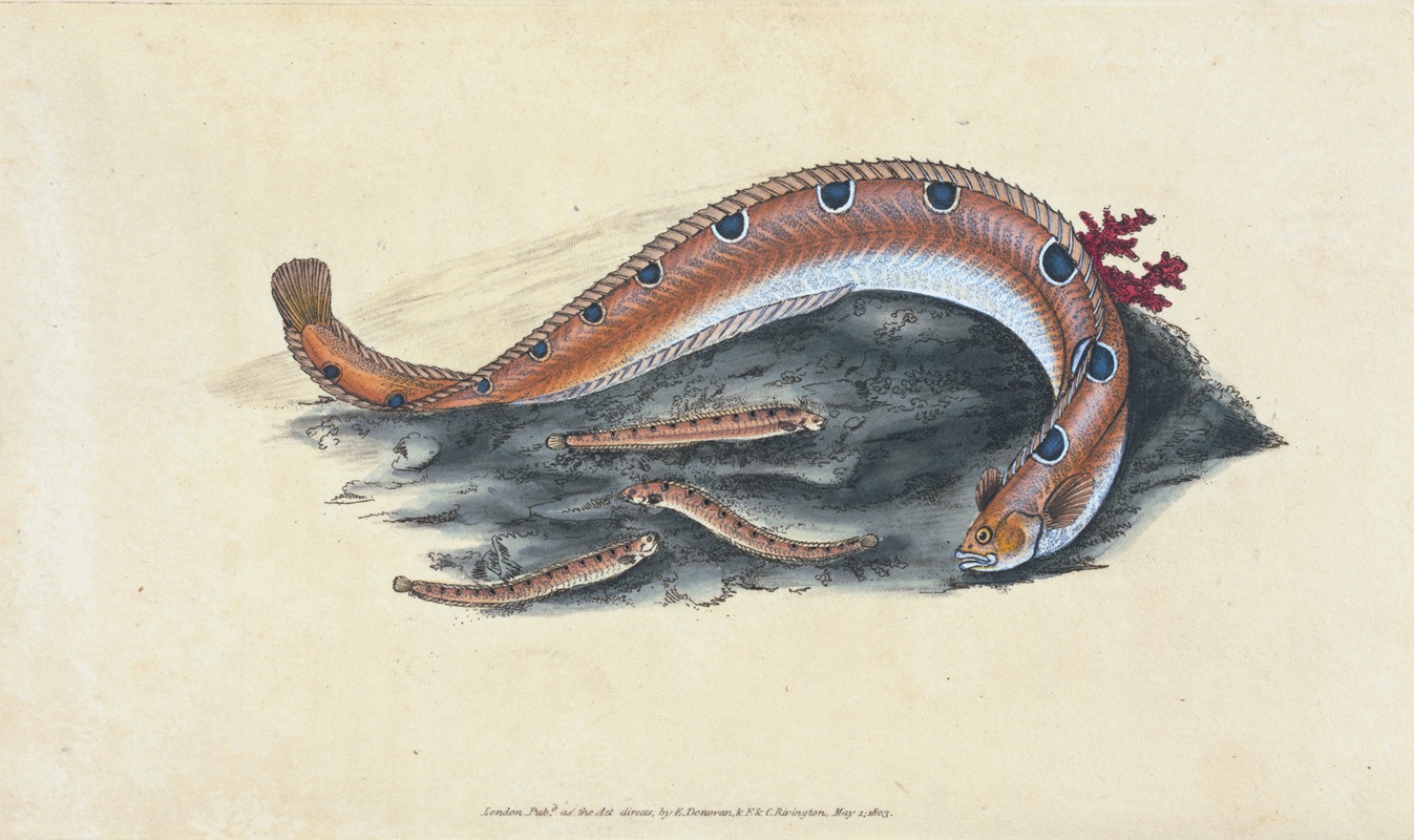 Spotted Blenny, or Butter-fish, Blennius gunnellus — Edward Donovan
