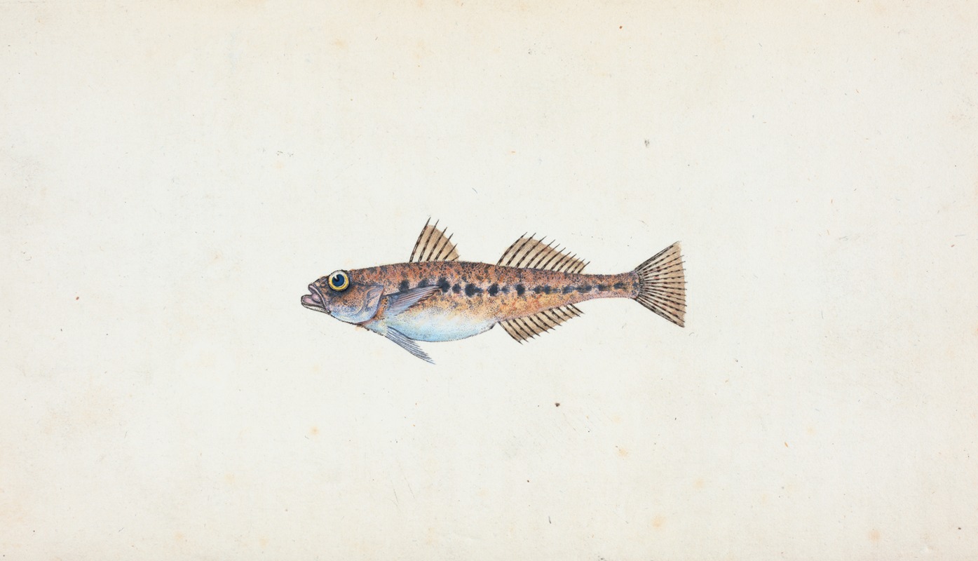 Spotted Goby, Gobius minutus by Edward Donovan, 1803 — digital art print download