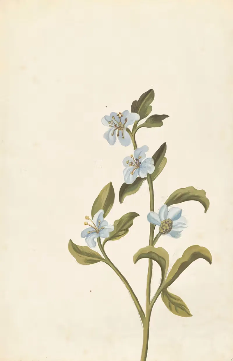 Plantes etrang par Aubriet Pl.085 — Claude Aubriet