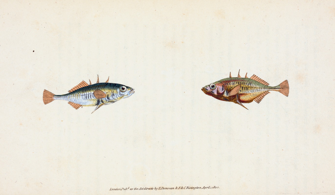 Stickleback, three-spined, Gasterosteus Aculeatus by Edward Donovan, 1803 — digital art print download