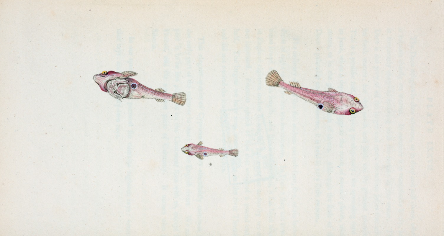 Sucker, bimaculated, Cyclopterus Bmaculatus by Edward Donovan, 1803 — digital art print download