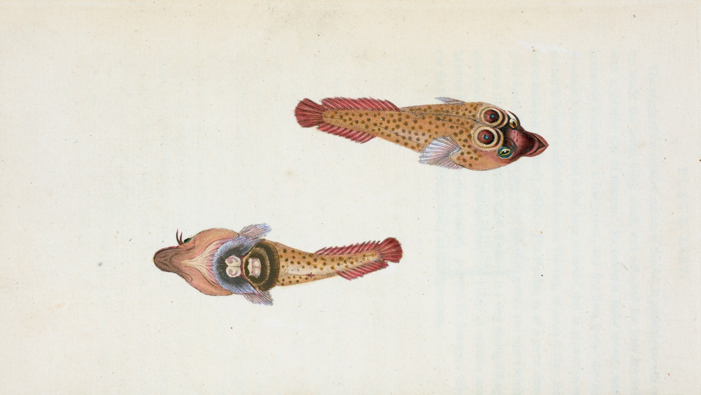 Sucker, Ocellated, Cyclopterus Ocellatus by Edward Donovan, 1803 — digital art print download