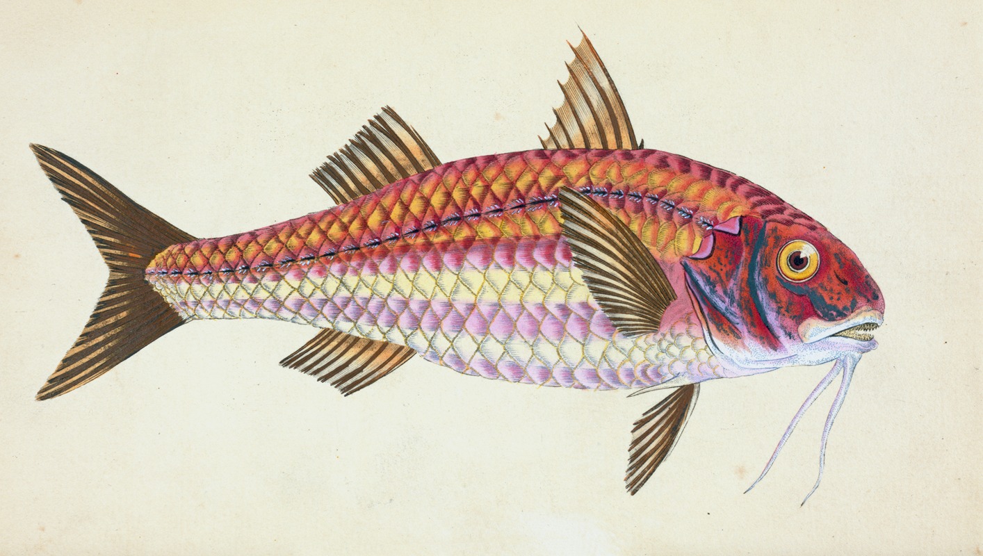 Surmulet, Mullus Surmuletus by Edward Donovan, 1803 — digital art print download