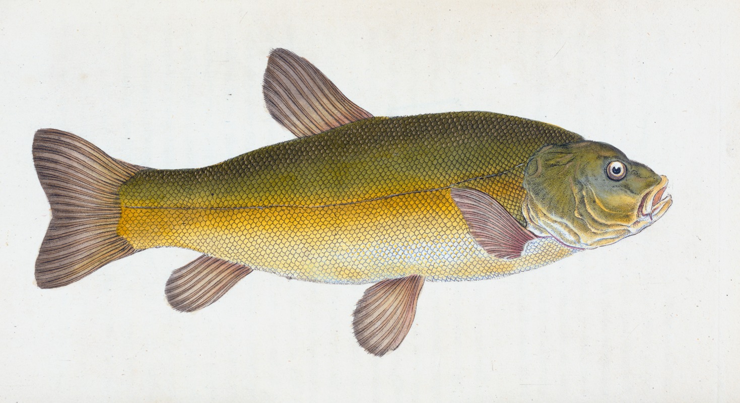 Tench, Cyprinus Tinca by Edward Donovan, 1803 — digital art print download