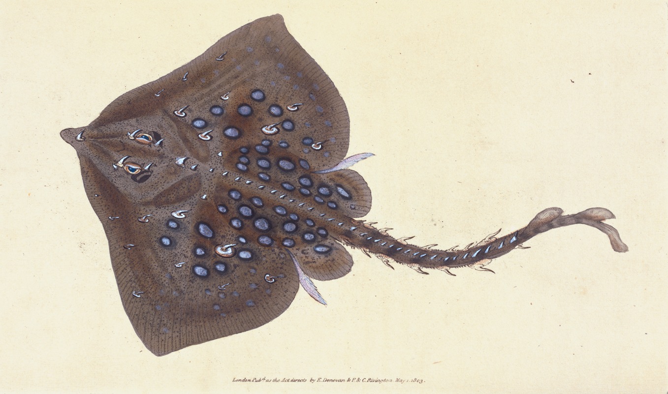Thornback, Raia clavata by Edward Donovan, 1803 — digital art print download