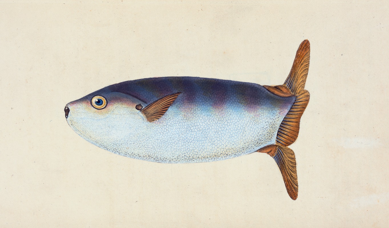 Truncated Sun-fish, Tetrodon truncatus — Эдвард Донован