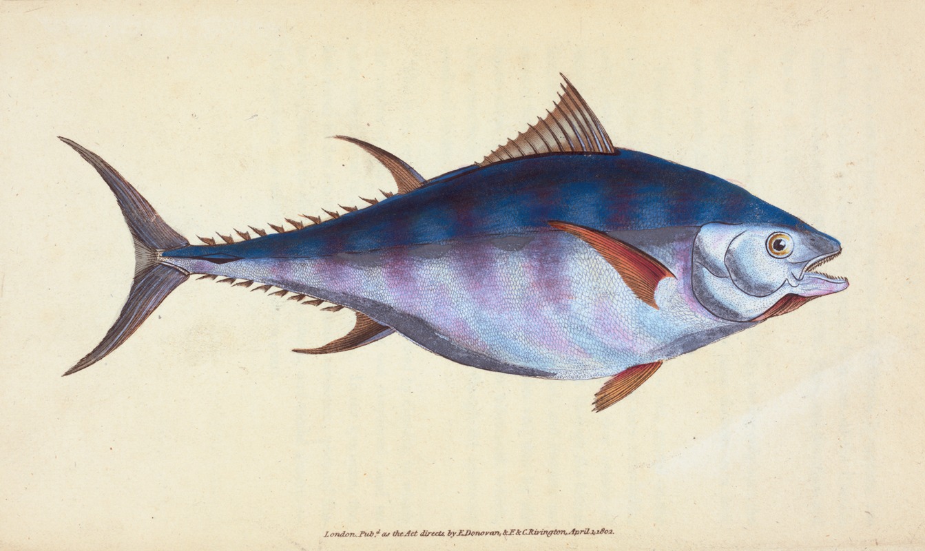 Tunny, Scomber Thynnus by Edward Donovan, 1803 — digital art print download