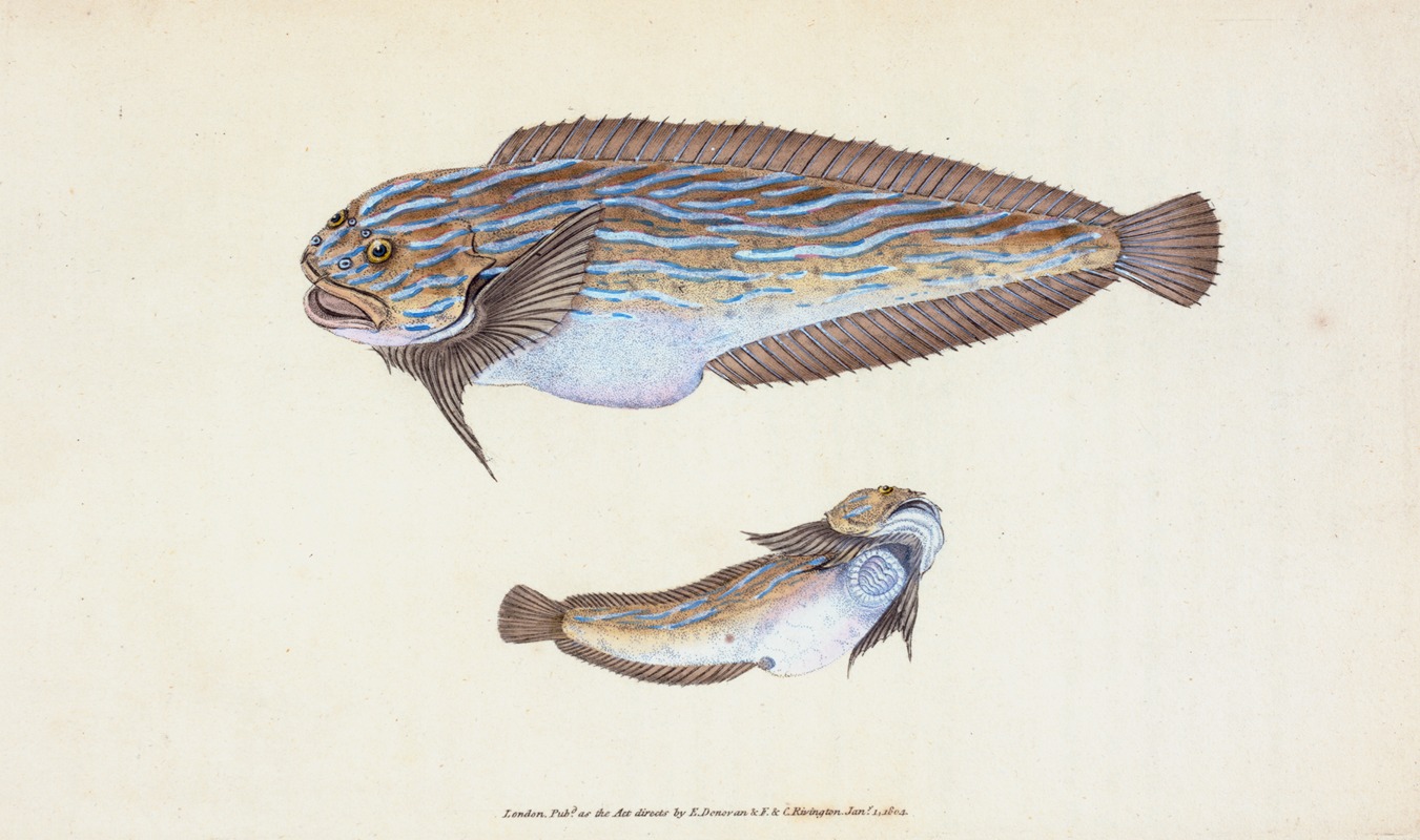 Unctuous Sucker, Cyclopterus liparis by Edward Donovan, 1803 — digital art print download