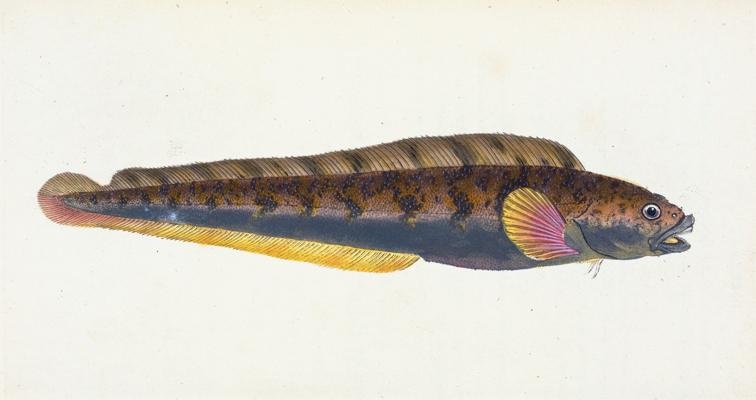 Viviparous Blenny, Blennius viviparous — Edward Donovan