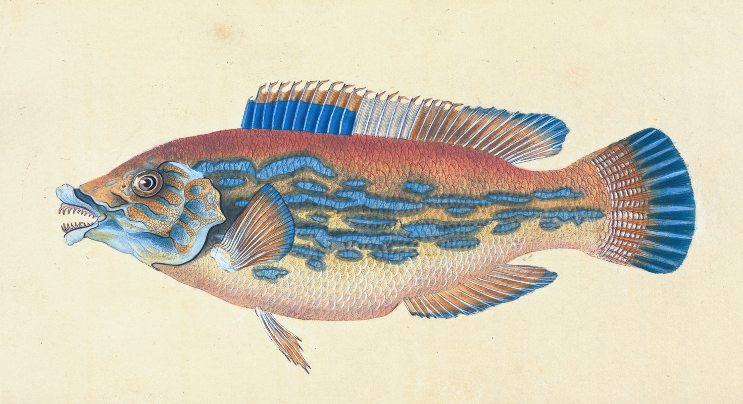 Wrasse, striped, Labrus Variegatus by Edward Donovan, 1803 — digital art print download