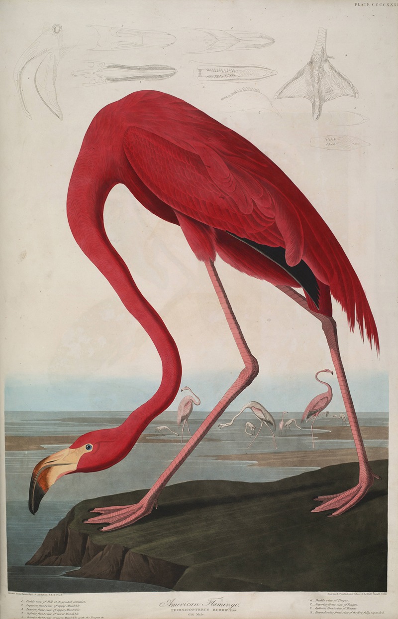 American Flamingo by John James Audubon, 1827-1838 — digital art print download