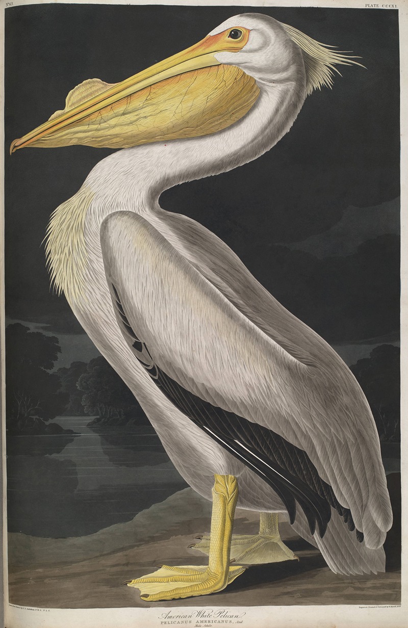 American White Pelican by John James Audubon, 1827-1838 — digital art print download