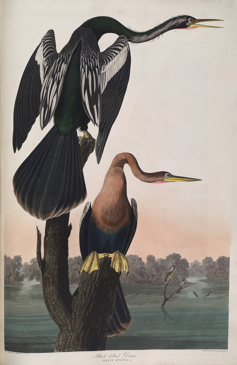 Black-bellied Darter by John James Audubon, 1827-1838 — digital art print download
