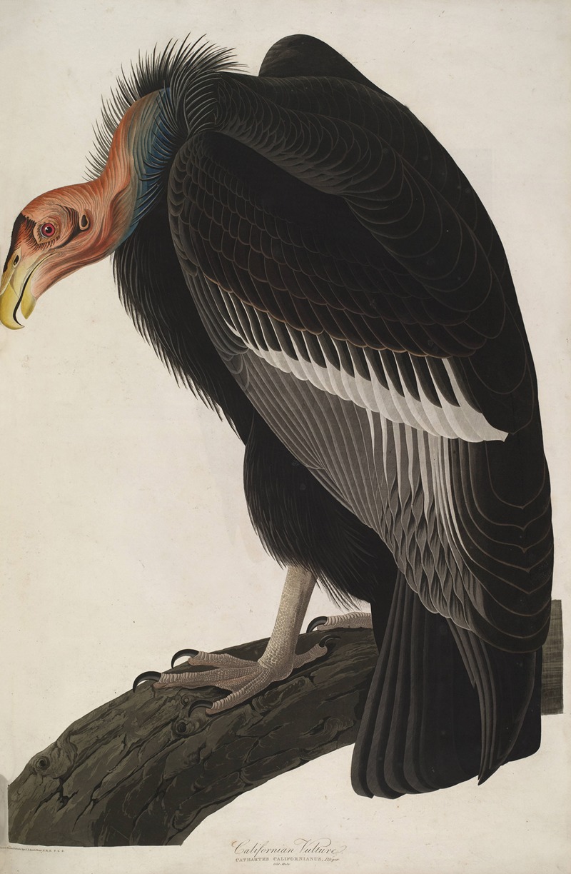 California Vulture by John James Audubon, 1827-1838 — digital art print download