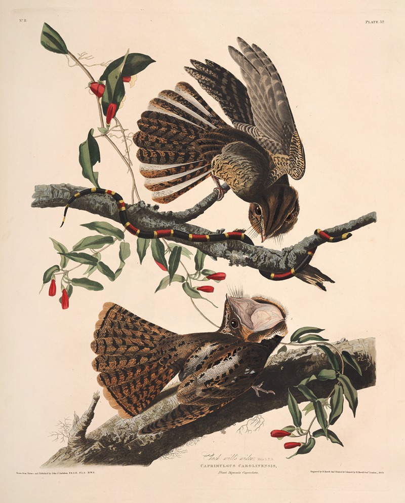 Chuck-will's Widow by John James Audubon, 1827-1838 — digital art print download