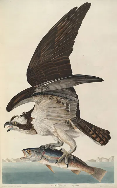 Fish Hawk by John James Audubon, 1827-1838 — digital art print download