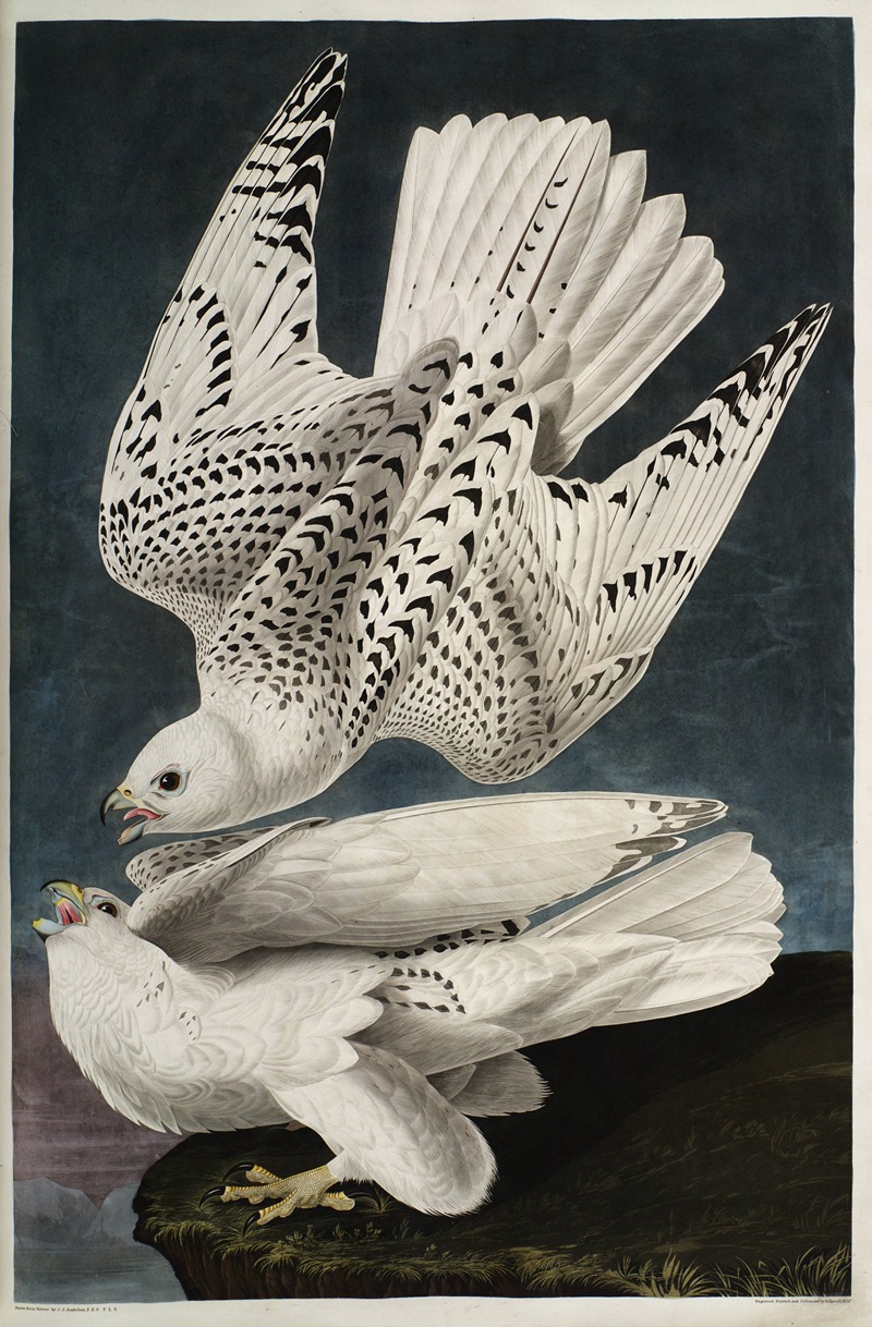 Iceland or Jer Falcon by John James Audubon, 1827-1838 — digital art print download