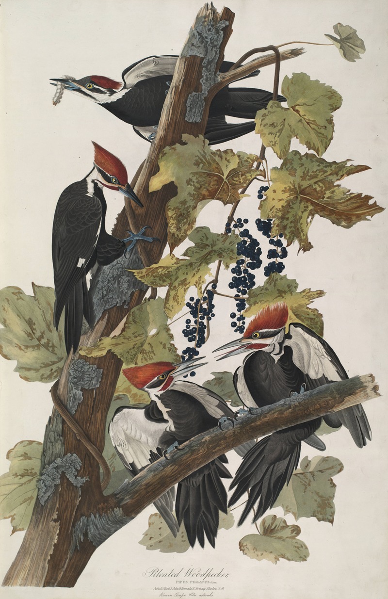 Pileated Woodpecker by John James Audubon, 1827-1838 — digital art print download
