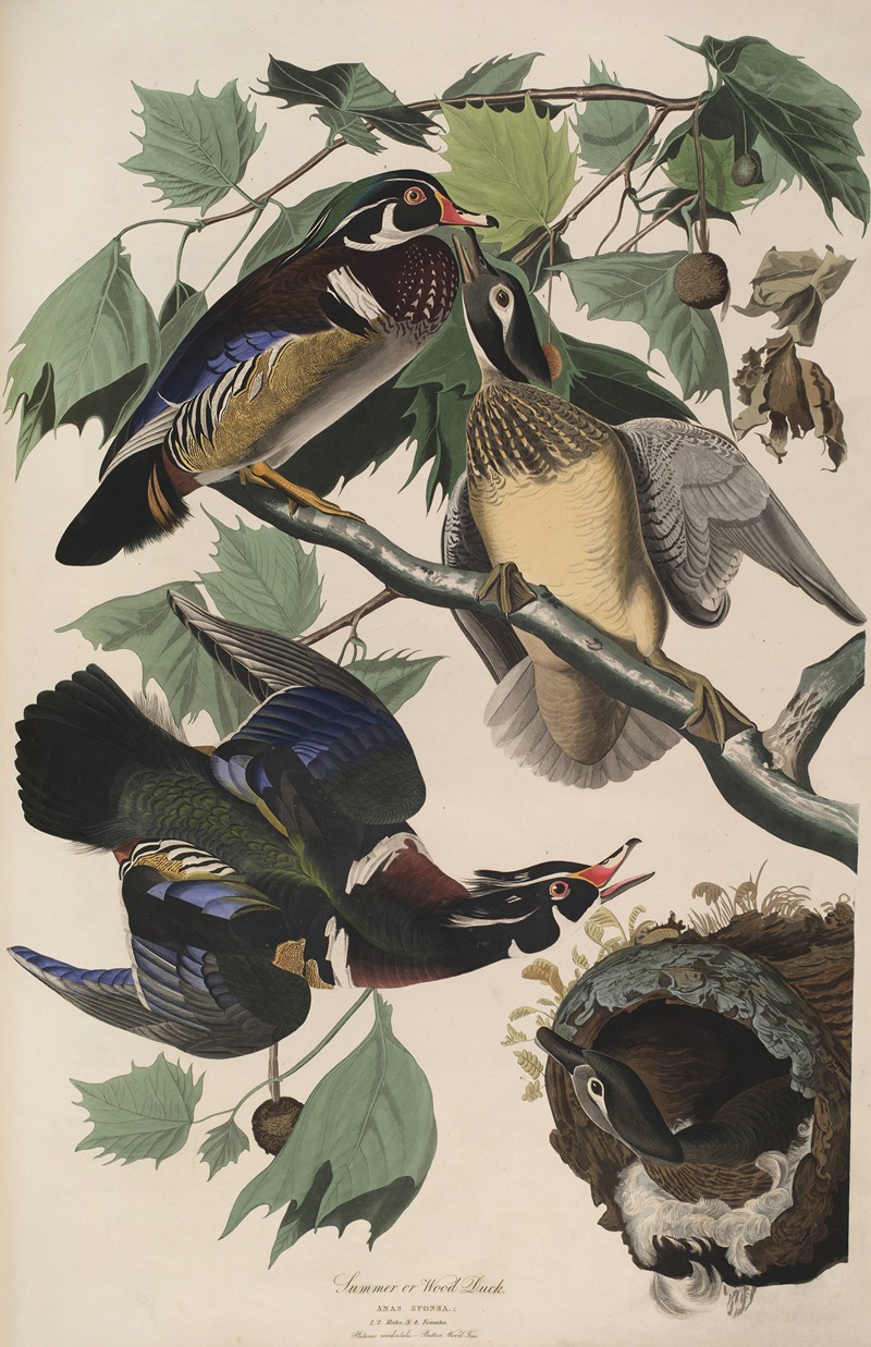 Summer or Wood Duck by John James Audubon, 1827-1838 — digital art print download