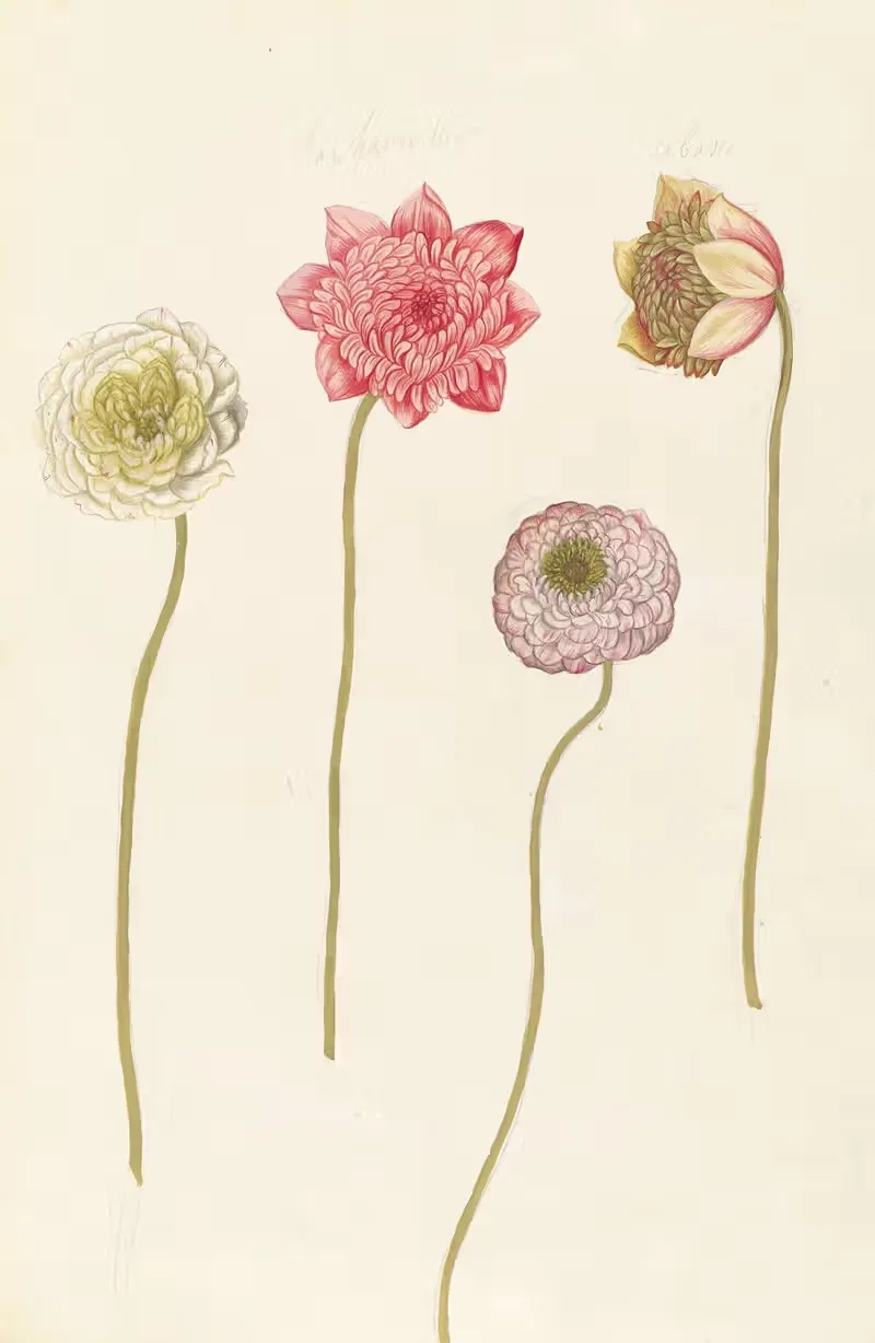 Plantes etrang par Aubriet Pl.089 — Claude Aubriet