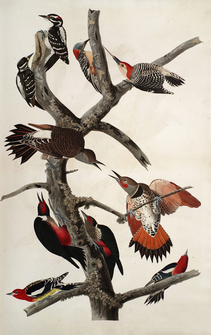 Woodpeckers by John James Audubon, 1827-1838 — digital art print download