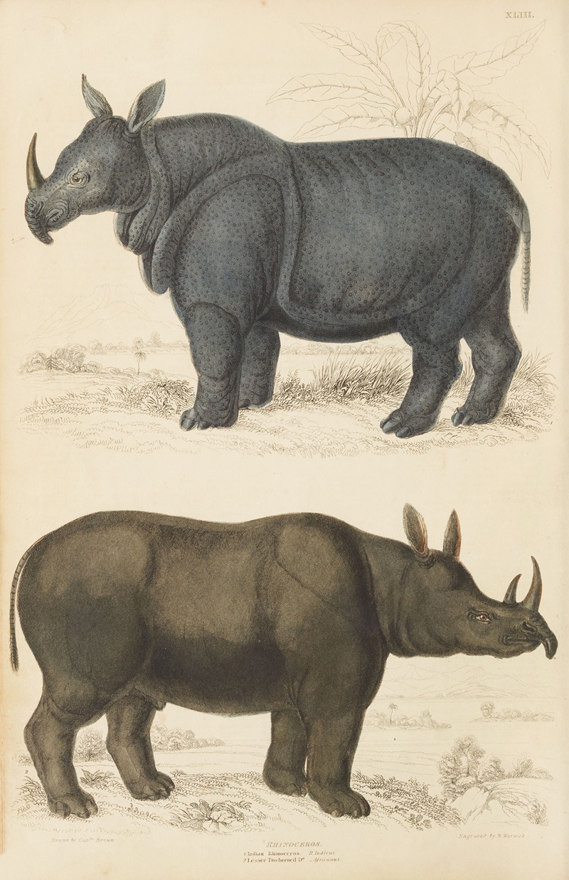 Rhinoceros by William MacGillivray, 1835-1839 — digital art print download