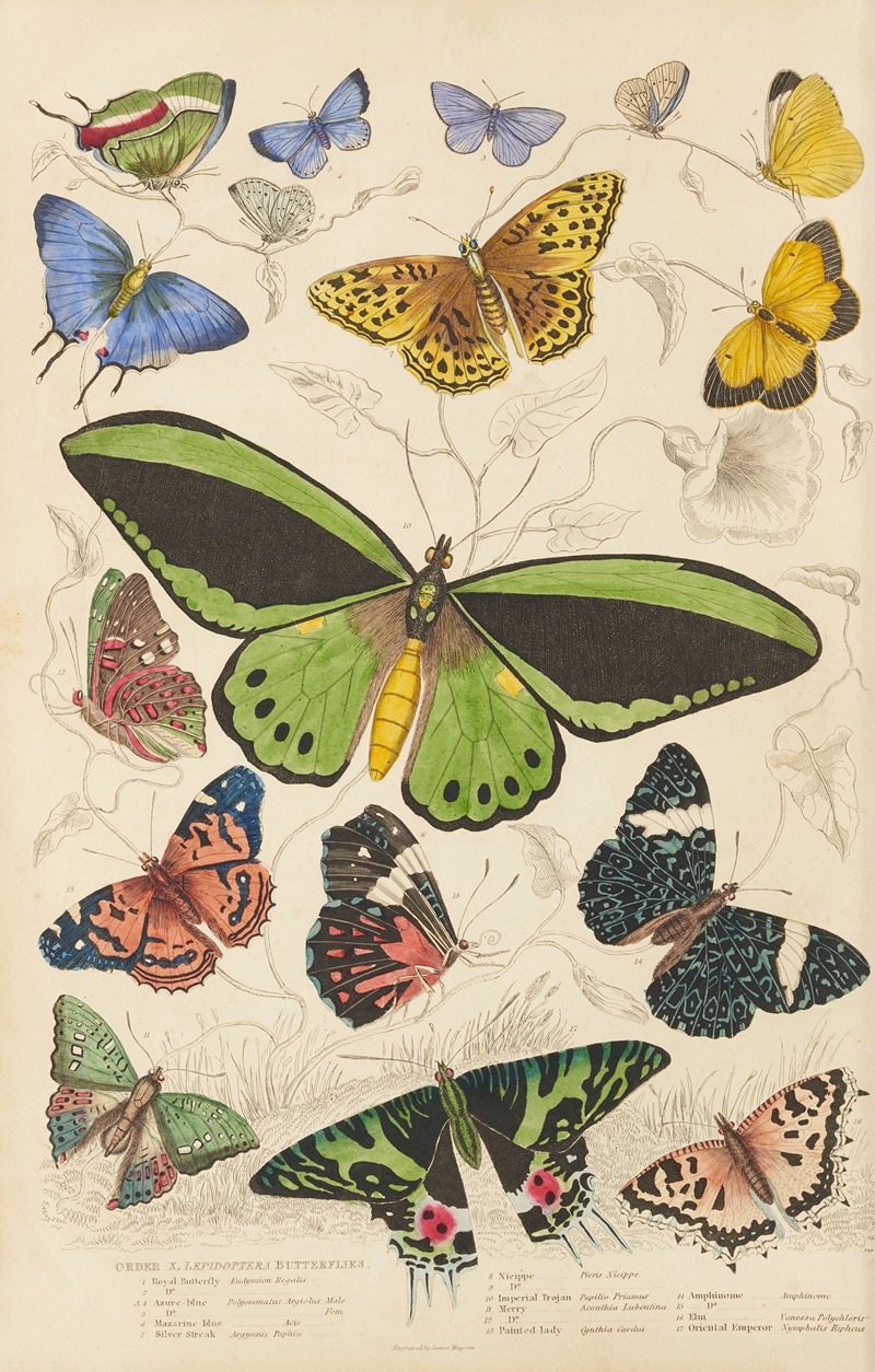 Butterflies by William MacGillivray, 1835-1839 — digital art print download