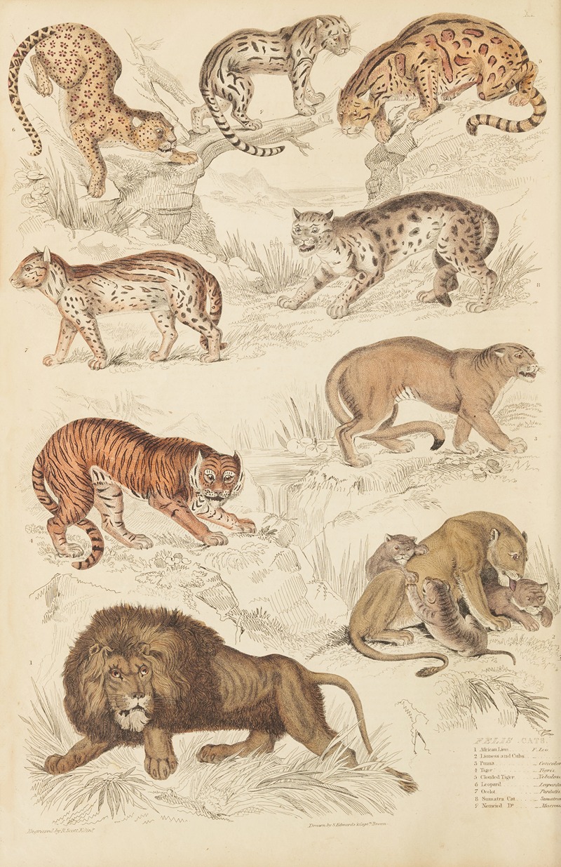 Cats by William MacGillivray, 1835-1839 — digital art print download