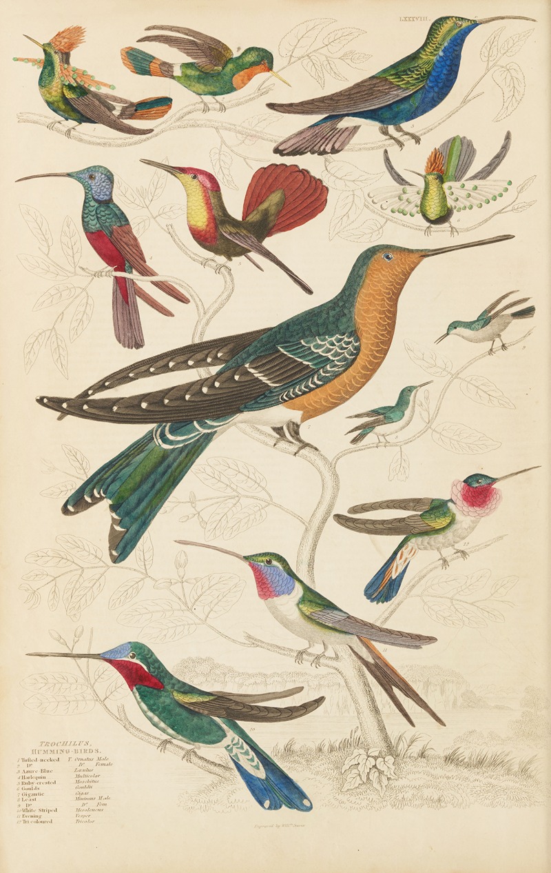 Humming birds by William MacGillivray, 1835-1839 — digital art print download