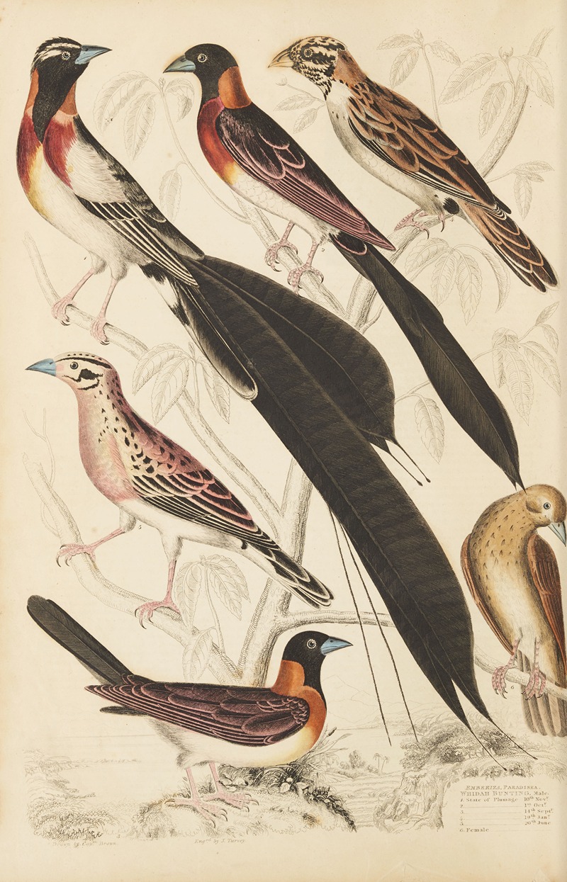 Whidah Bunting by William MacGillivray, 1835-1839 — digital art print download
